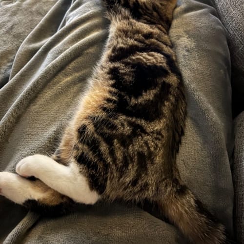 Pepper