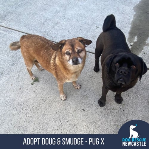 Doug - 4 Year Old Pug X (Trial 1/9/23)