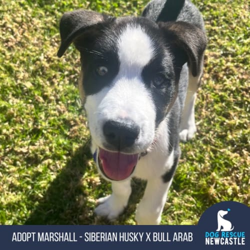 Marshall - 7 Week Old Siberian Husky X (Trial)