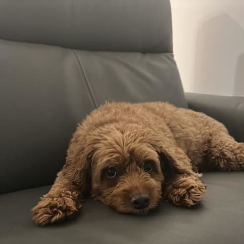 Rosie 