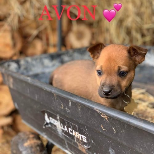 Avon
