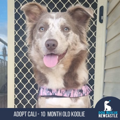 Cali - 10 Month Old Koolie (Trial)