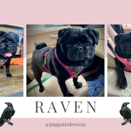 Raven the Pug 🖤