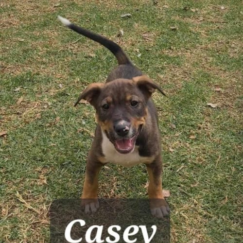 Casey