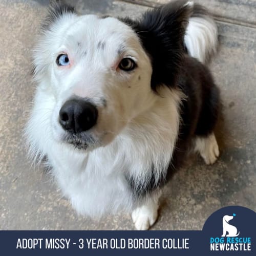 Missy - 3 Year Old Border Collie (Trial)