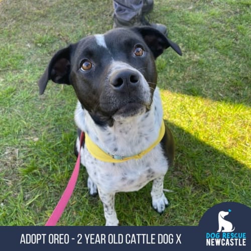 Oreo - 2 Year Old Cattle Dog X (Trial)