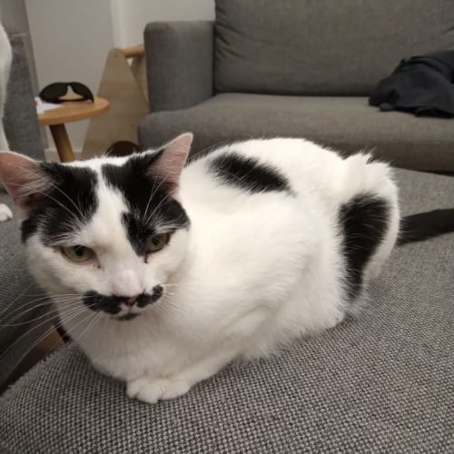 Monsieur Hector 