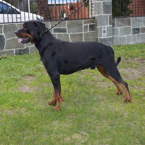 Onyx