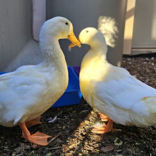 Puffling