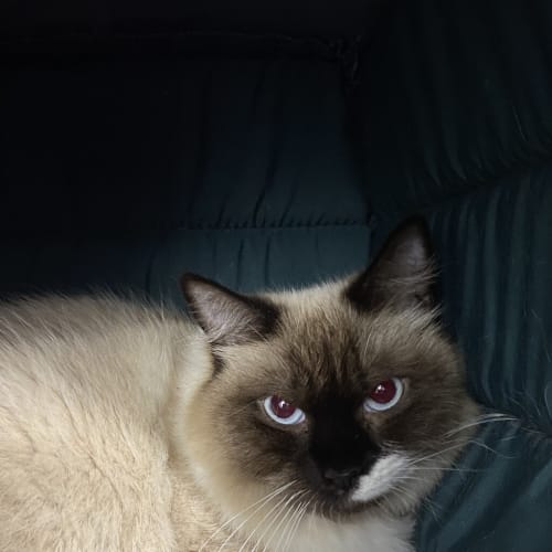 Puss Puss