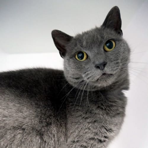 Cinderalla STA011475