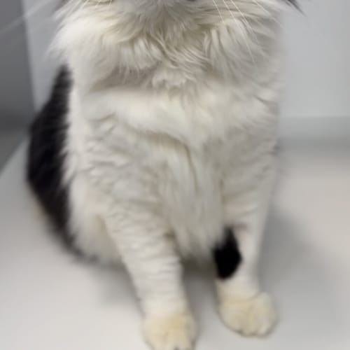 Tuna 