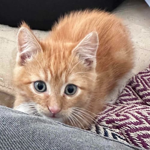 Reuben (Now Cheeto) (K7)