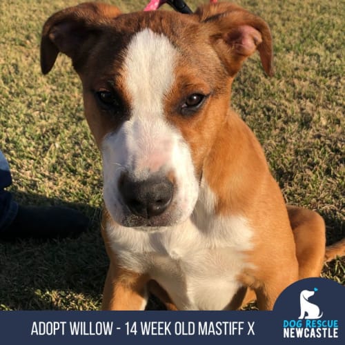 Willow - 14 Week Old Mastiff X (Trial)