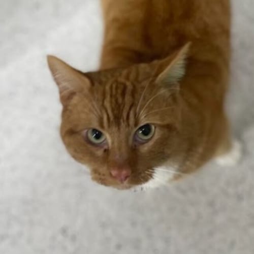 Garfield