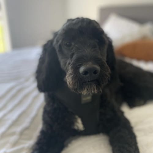 Oscar 