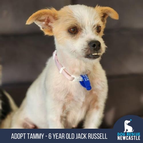 Tammy - 6 Year Old Jack Russell Terrier (Trial)