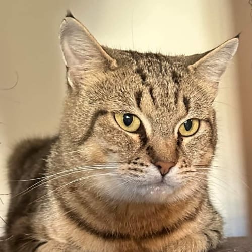 Jezzie