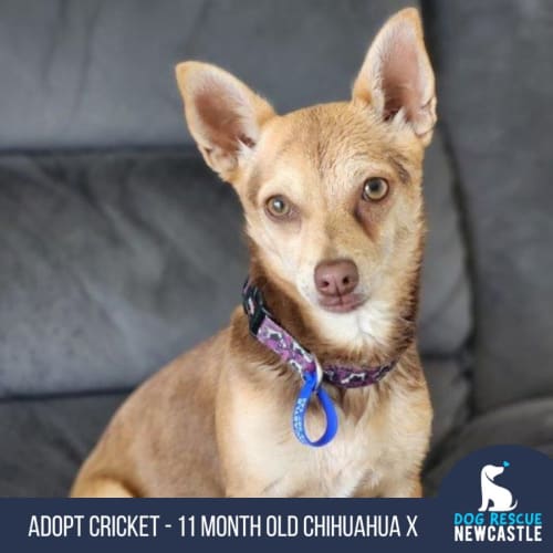 Cricket - 11 Month Old Chihuahua X (Trial)