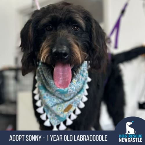 Sonny - 1 Year Old Labradoodle (Hold)