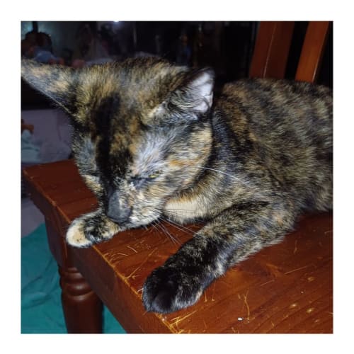 Missy