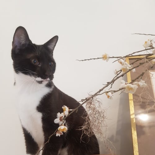 Bonsai
