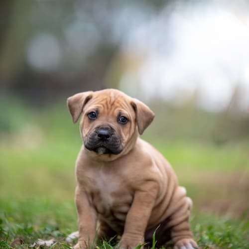 Sadie