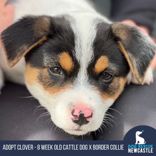 Clover - 8 Week Old Cattle Dog X (Trial)