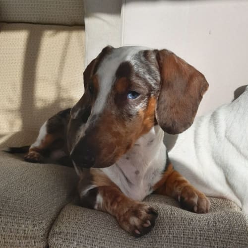 Reg
