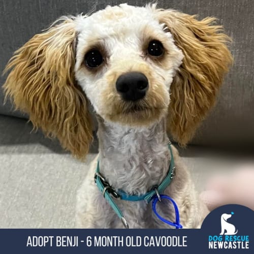 Benji - 6 Month Old Cavoodle (Hold)