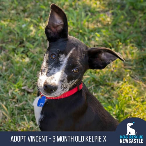 Vincent - 3 Month Old Kelpie X (Trial)