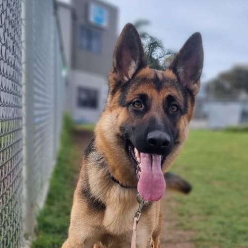 Cookie (60903)