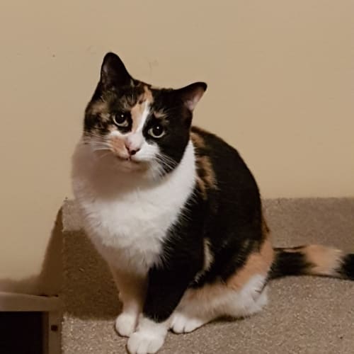 Suzi