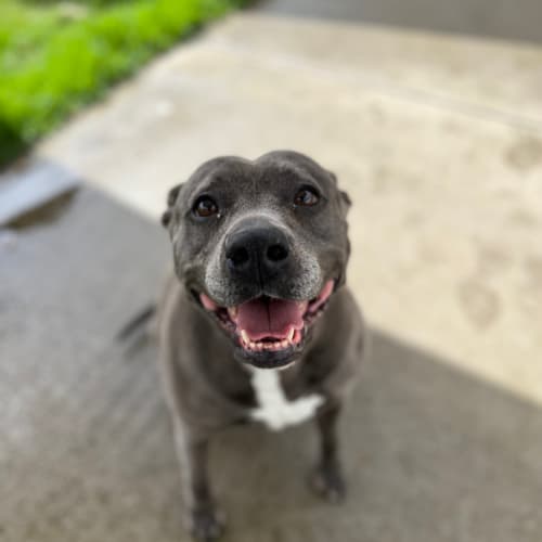 Koda
