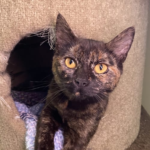 Lucille