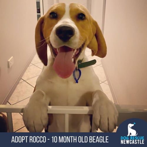 Rocco - 10 Month Old Beagle (Hold)
