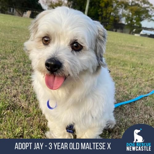 Jay - 3 Year Old Maltese Terrier (Trial)