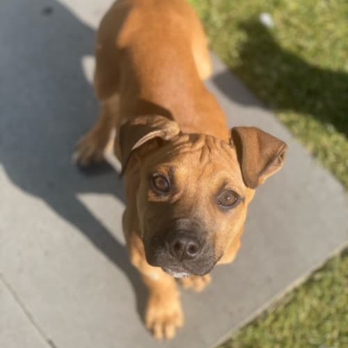 Rudi