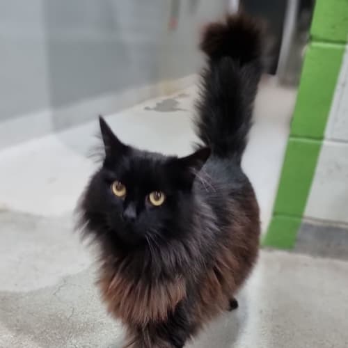 Odin