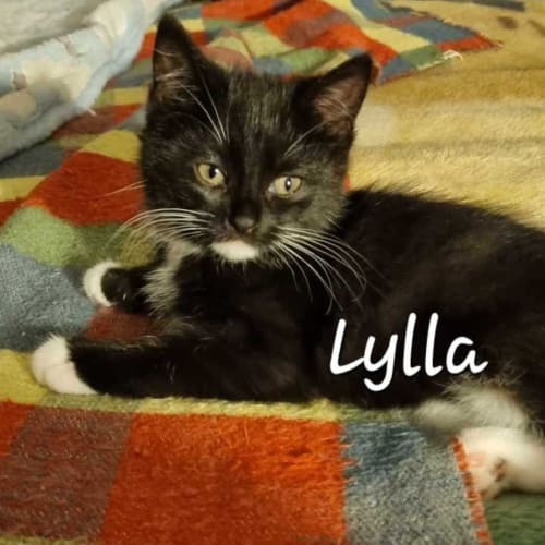 Lylla   (K8)