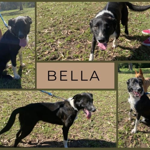 Bella