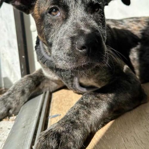 Patti Lupone / Piper