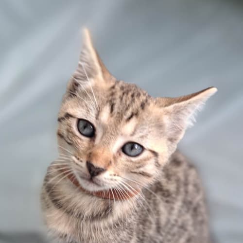 Max