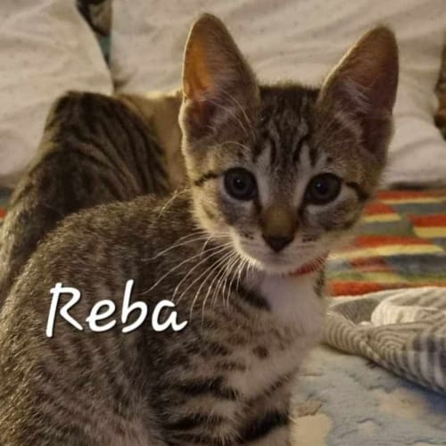 Reba