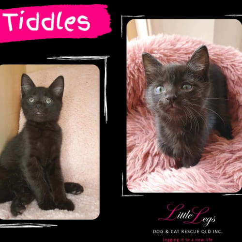 Tiddles