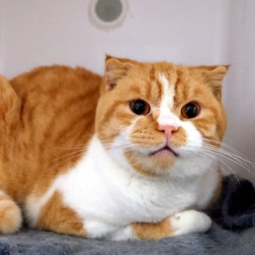 Bumble Bee STA011318