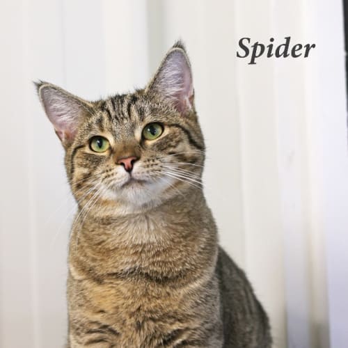 Spider