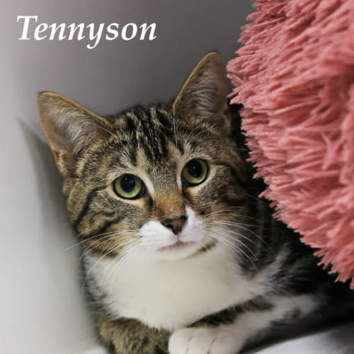 Tennyson