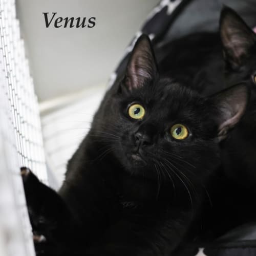 Venus