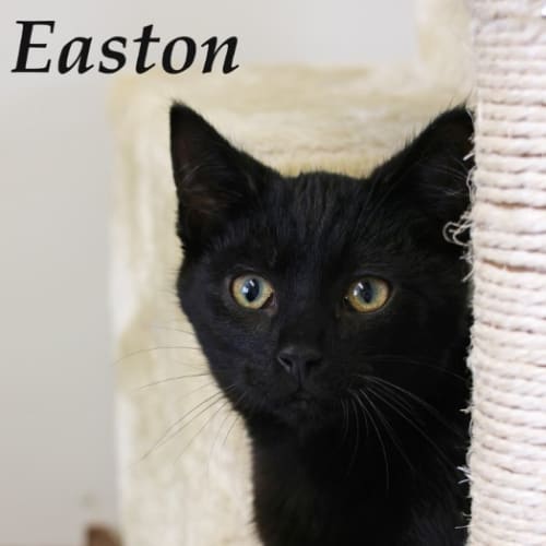 Easton